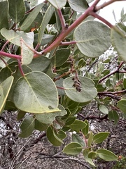 Arctostaphylos manzanita
