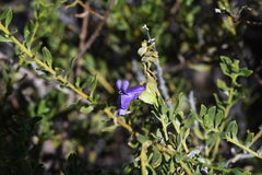 Eremophila platythamnos