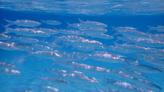 Crenimugil crenilabis