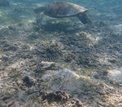 Laticauda saintgironsi