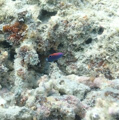 Pomacentrus bankanensis