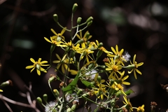 Senecio scandens