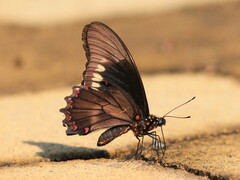 Battus polydamas polydamas