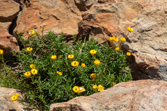 Xerochrysum