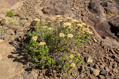 Ozothamnus obcordatus