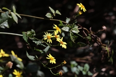 Senecio scandens