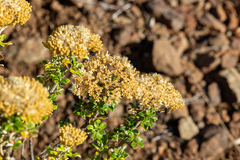 Ozothamnus obcordatus