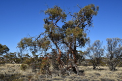 Eucalyptus glomerosa
