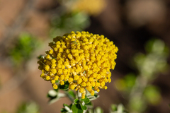 Ozothamnus obcordatus