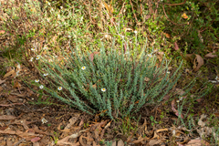 Rhodanthe anthemoides