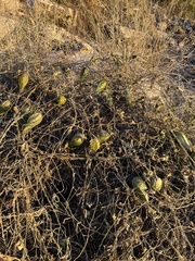 Apodanthera undulata