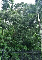 Cryptocarya triplinervis riparia