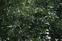 Cryptocarya triplinervis riparia