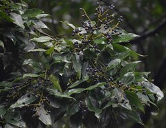 Cryptocarya triplinervis riparia