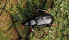 Xylochus