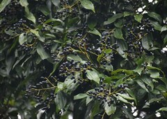 Cryptocarya triplinervis riparia