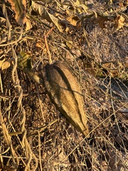 Apodanthera undulata