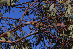 Eucalyptus glomerosa