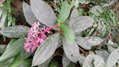 Medinilla formosana
