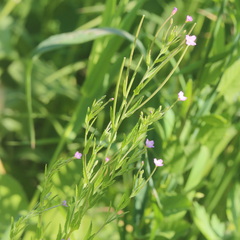 Epilobium tetragonum