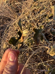 Apodanthera undulata