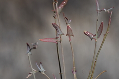 Chenopodium nutans eremaeum