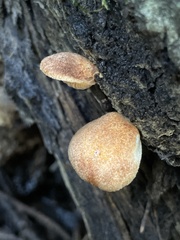 Crepidotus calolepis