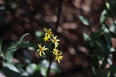 Senecio scandens
