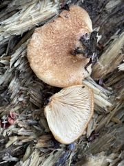 Crepidotus calolepis