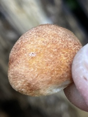 Crepidotus calolepis