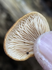 Crepidotus calolepis