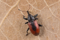Dorytomus dorsalis