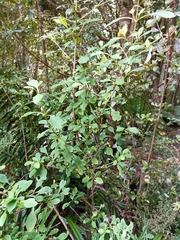 Coprosma foetidissima