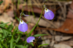 Violaceae