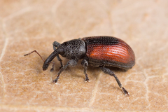 Dorytomus dorsalis