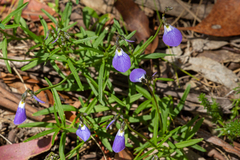 Violaceae