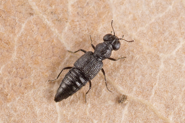 Stenus pusillus