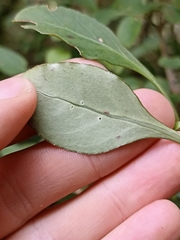 Coprosma foetidissima