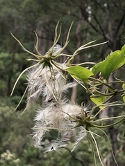 Clematis aristata