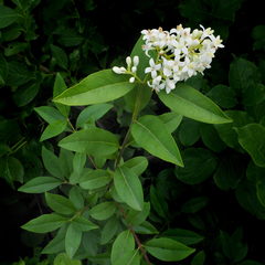 Ligustrum vulgare