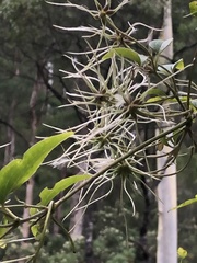 Clematis aristata