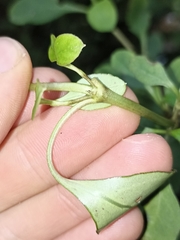 Coprosma foetidissima