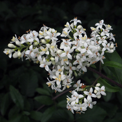 Ligustrum vulgare
