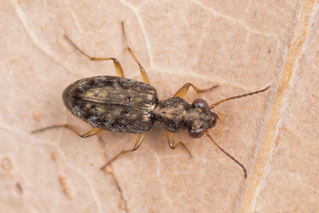 Asaphidion flavipes