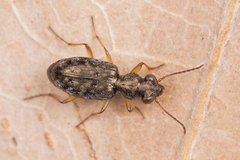 Asaphidion