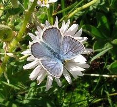 Plebejus anna