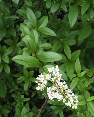 Ligustrum vulgare