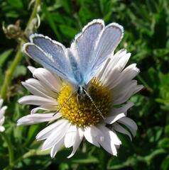 Plebejus anna