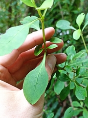 Coprosma foetidissima