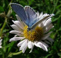 Plebejus anna